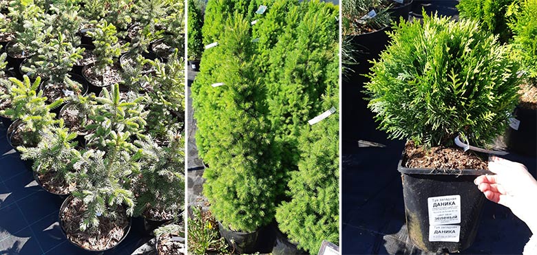 Хвойные деревья и кустарники Хвойные деревья и кустарники