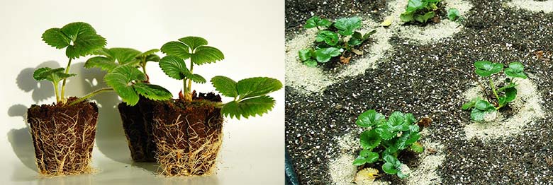 Посадка рассады клубники и земляники Посадка рассады клубники и земляники