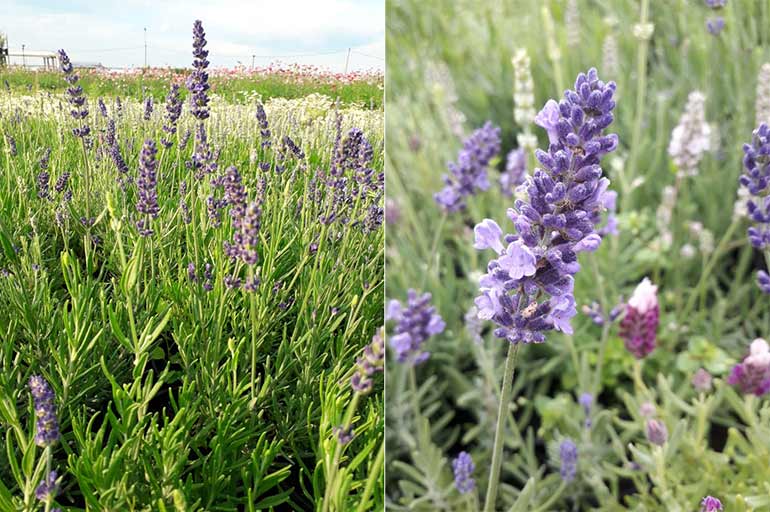 Пряные травы Пряные травы